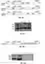 Fig. 02 - Vp2-modified raav vector compositions and uses therefor