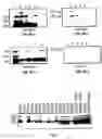 Fig. 07 - Vp2-modified raav vector compositions and uses therefor