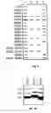 Fig. 08 - Vp2-modified raav vector compositions and uses therefor