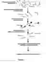 Fig. 02 - Methods and compositions for analyzing comprised sample using single nucleotide polymorphism panels