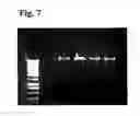 Fig. 08 - Methods and materials for using chemical compounds as a tool for nucleic acid storage on media of nucleic acid purification systems