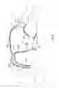 Fig. 04 - Pet diaper garment
