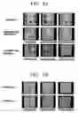 Fig. 06 - Organic electroluminescent device and method for manufacturing the same
