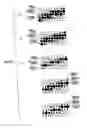 Fig. 07 - Image-processing method and apparatus, and image-forming apparatus
