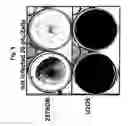 Fig. 06 - Novel use of adenoviruses and nucleic acids coding therefor