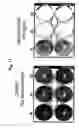 Fig. 12 - Novel use of adenoviruses and nucleic acids coding therefor