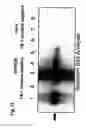 Fig. 15 - Novel use of adenoviruses and nucleic acids coding therefor
