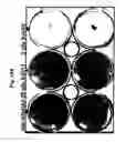Fig. 19 - Novel use of adenoviruses and nucleic acids coding therefor