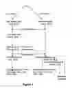 Fig. 02 - Method of potentiating the therapeutic action of monoclonal and polyclonal antibodies