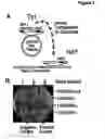 Fig. 02 - Compositions and methods for identifying antiviral agents