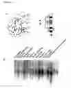 Fig. 64 - 12 human secreted proteins