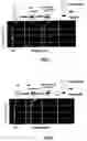 Fig. 02 - Method for determining the regulation of xenobiotic removal