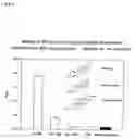 Fig. 09 - Generation of artificial binding proteins on the basis of ubiquitin proteins