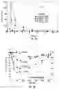Fig. 02 - Insulin conjugates for treating diabetes mellitus