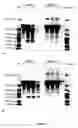 Fig. 02 - Implantable collagen compositions