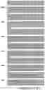 Fig. 131 - Isolated human transporter proteins nucleic acid molecules encoding human transporter proteins and uses thereof