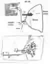 Fig. 05 - Method and system for detecting electrophysiological changes in pre-cancerous and cancerous tissue