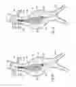 Fig. 33 - Devices, systems, and methods for prosthesis delivery and implantation