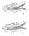 Fig. 41 - Devices, systems, and methods for prosthesis delivery and implantation