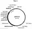 Fig. 02 - Eucalyptus urophylla transformation and regeneration