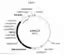 Fig. 02 - Eucalyptus urophylla transformation and selection