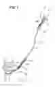 Fig. 02 - Elastic dog leash and coupler