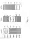 Fig. 30 - Wireless network having real-time channel allocation