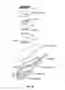Fig. 09 - Apparatus and method for boosting sound in a denta-mandibular sound-transmitting entertainment toothbrush