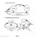 Fig. 02 - Identification and use of high efficacy vaccine antigens which modulate antigen presenting cells