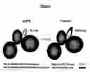 Fig. 02 - Methods and compositions for immunizing against Pseudomonas infection