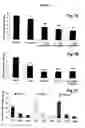 Fig. 08 - Methods and compositions for immunizing against Pseudomonas infection