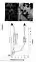 Fig. 09 - Methods and compositions for immunizing against Pseudomonas infection