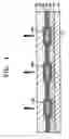 Fig. 02 - Organic electroluminescent device
