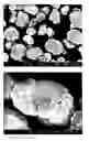 Fig. 01 - Lithium transition metal oxide with gradient of metal composition