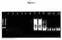 Fig. 03 - Methods for improving rna transcription reactions