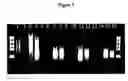 Fig. 04 - Methods for improving rna transcription reactions