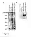 Fig. 03 - Trap-tagging: a novel method for the identification and purification of rna-protein complexes