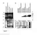 Fig. 05 - Trap-tagging: a novel method for the identification and purification of rna-protein complexes