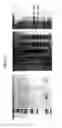 Fig. 06 - Bioretrosynthetic methods for preparing products and compositions related thereto