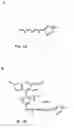 Fig. 02 - Fluorescence polarization assay for determining histidine decarboxylase activity