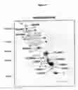 Fig. 07 - Medium and method for enriching, purifying or depleting atp binding proteins from a pool of proteins