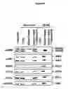 Fig. 08 - Medium and method for enriching, purifying or depleting atp binding proteins from a pool of proteins