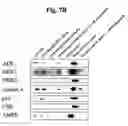 Fig. 22 - Medium and method for enriching, purifying or depleting atp binding proteins from a pool of proteins