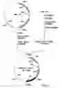 Fig. 02 - Polynucleotide encoding a genetically engineered P30 antigen