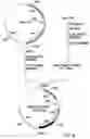 Fig. 09 - Polynucleotide encoding a genetically engineered P30 antigen