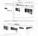 Fig. 04 - RNAi modulation of ApoB and uses thereof