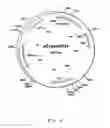 Fig. 07 - Nucleotide sequences that encode deregulated phosphoglycerate dehydrogenases of coryneform bacteria and method for producing L-serine