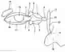 Fig. 01 - Lacrimal punctum plug