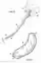 Fig. 08 - Urine-absorbing pad