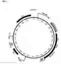 Fig. 02 - Inducible eukaryotic expression system